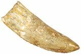 Serrated, Carcharodontosaurus Tooth - Huge Dinosaur Tooth #245450-1